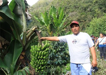 Ayapata, la otra selva de Puno exige carretera para trasladar cultivos