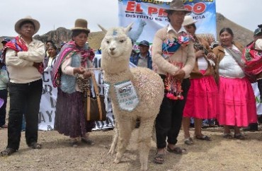MINAGRI entrega más de mil alpacas en Puno a través del mecanismo de reposición 