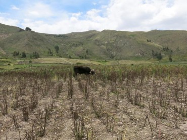 Declaran estado de emergencia en Moquegua por sequías ¿y Puno?