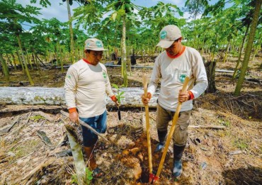 Plantan 11 mil árboles para recuperación de ecocistema