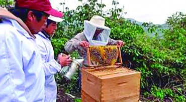 Dan el visto bueno a exportación de abejas
