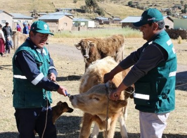 SENASA vacunó a 53,495 vacunos en zonas vulnerables de Puno