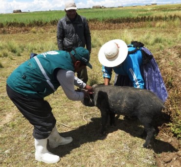Senasa registra vacunación de más de 18 mil porcinos en Puno