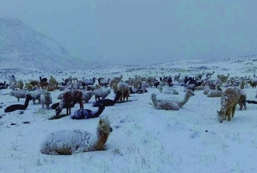 Muerte de crías de camelidos afectadas por nevadas habrían aumentado