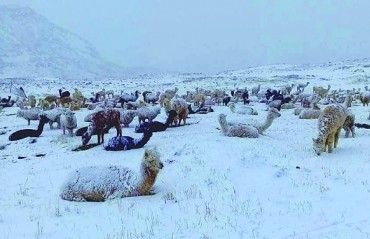 Más de diez mil alpacas murieron por nevada