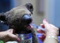 Un koala herido en los incendios es tratado en el centro para koalas de Port Macquarie, en la costa este de Australia, el 2 de noviembre de 2019. (foto: AFP).