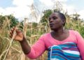 Future Nyamukondiwa inspecciona una mazorca en su campo seco de maíz en la zona rural zimbabuense de Mutoko el 13 de marzo de 2019 (AFP).