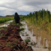 Cultivos de quinua inundado por el desborde de ríos.