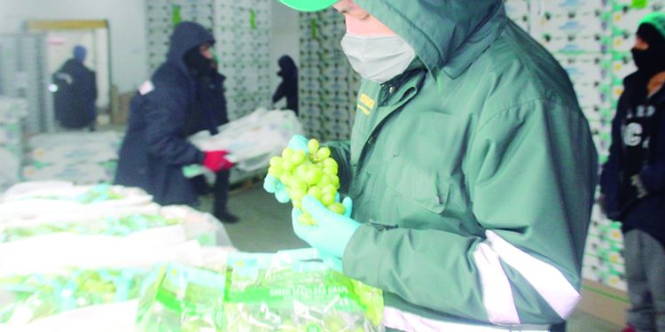 Productores de Arequipa exportaron más de 9 mil toneladas de uva en campaña 2020-2021