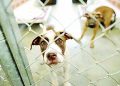 Majes iniciará campaña de eutanasia para perros callejeros tras casos de rabia