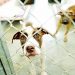 Majes iniciará campaña de eutanasia para perros callejeros tras casos de rabia