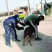 Se incrementa a cinco los casos de canes con rabia en Majes