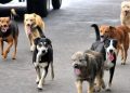 Arequipa: Multa de S/4.400 para vecinos irresponsables que dejen a sus perros en la calle