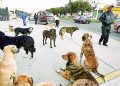 30 mil perros serán vacunados en Cerro Colorado tras incremento de casos de rabia
