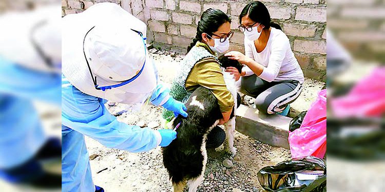 Más de 20 mil canes serán vacunados contra la rabia en Cayma