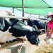 Midagri destina un S/ 80 millones para reactivar el sector ganadero lechero