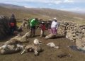 Arequipa: Puma andino mata 13 ovinos de humilde familia en San juan de Tarucani