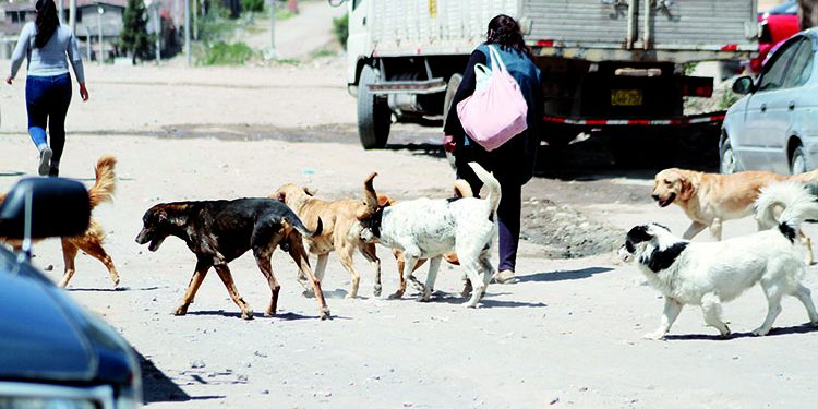 Reportan que rabia canina estaría expandiéndose en Arequipa