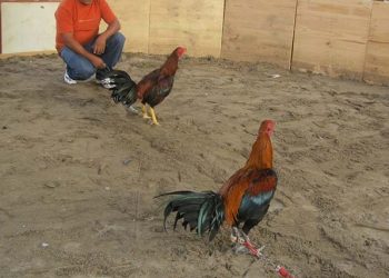 Arequipa: Roban más de S/ 50 mil en pelea de gallos clandestina en Majes