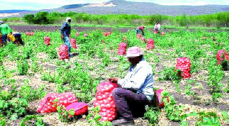Agricultores de Arequipa pueden acceder a seguro SAC por daños en sus cultivos