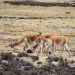 Conforman comité de control y vigilia de caza furtiva de vicuñas en frontera