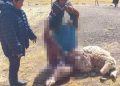 Jauría atacó y causo la muerte de alpacas en el distrito de Antauta - Melgar