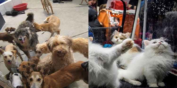 Congreso aprueba ley 'Cuatro Patas' para priorizar esterilizaciones de perros y gatos