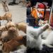 Congreso aprueba ley 'Cuatro Patas' para priorizar esterilizaciones de perros y gatos