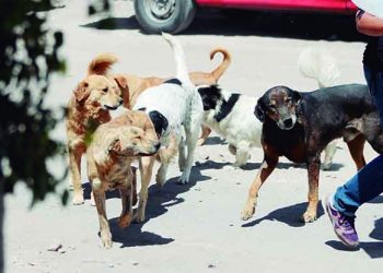 'Ley de cuatro patas': Más de 12 mil perros callejeros requieren control en Arequipa