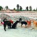Más de 200 mil perros en Arequipa y Caylloma serán vacunados contra la rabia