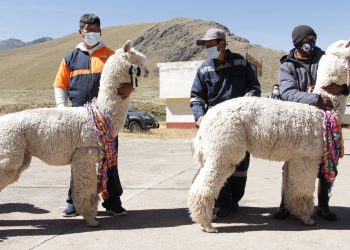 Denuncian direccionamiento en licitación de proyecto "Mejoramiento de la Cadena de Valor de la Fibra de Alpaca en la Región Puno"