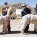 Denuncian direccionamiento en licitación de proyecto "Mejoramiento de la Cadena de Valor de la Fibra de Alpaca en la Región Puno"