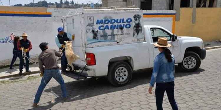 Arequipa: Retomarán captura de perros callejeros para controlar la rabia en Majes