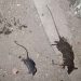 Fumigarán jirones donde se identifique presencia de ratas en la ciudad de Puno