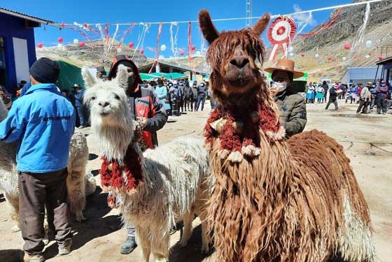 Distrito de Corani apuesta por la mejor fibra de alpaca del mundo con tecnología