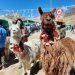 Distrito de Corani apuesta por la mejor fibra de alpaca del mundo con tecnología
