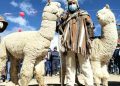 Día de la alpaca enrostró las complejas necesidades que no son cubiertas en el sector