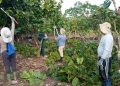 259 familias recibieron herramientas para mejorar el cultivo de cacao