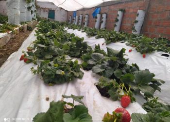 El cultivo de la fresa se ha convertido en la producción estrella del distrito de Acora