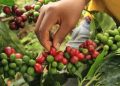 Puno produce 13 mil quintales de café al año para consumo interno y externo