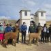 La DRAP formula el proyecto de “alpaca de color” para 12 provincias de Puno