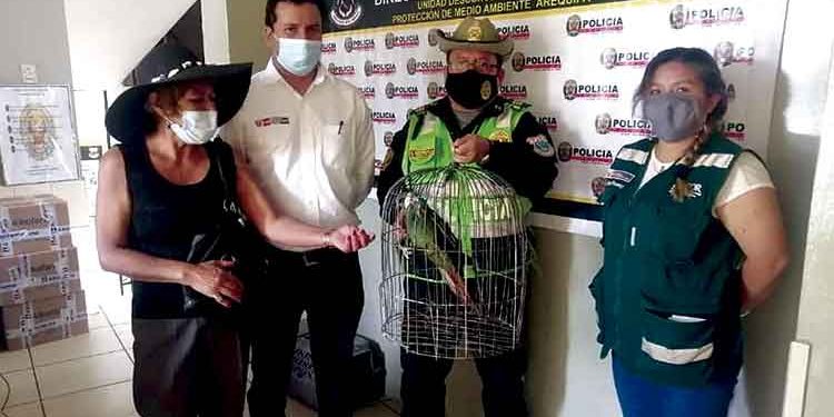 Arequipa: Efectivos de la policía rescatan a papagayo en el distrito de Miraflores