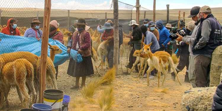 Natgeo mostrará el chaku de vicuñas y sus primeros cazadores en documental