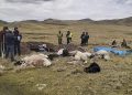 Naturaleza inclemente: rayo mata 7 alpacas en la comunidad de Cangalli Pichacani