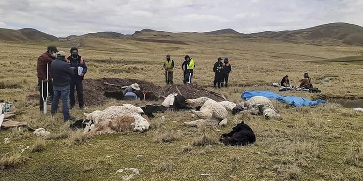 Naturaleza inclemente: rayo mata 7 alpacas en la comunidad de Cangalli Pichacani