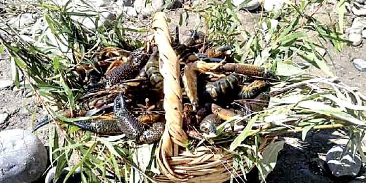 Contaminan río Majes con sustancias fosforadas para la pesca de camarón