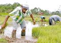 Conveagro solicita declarar emergencia agraria por el alza del costo de los fertilizantes