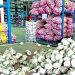 Agricultores de valle de Tambo exportan 24 toneladas de ajo a México