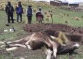 Melgar: Rayo mata a toro y deja inconsciente a una humilde pareja de ganaderos