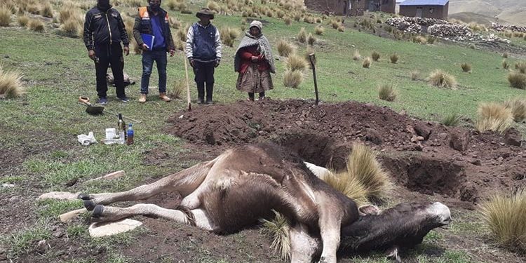 Melgar: Rayo mata a toro y deja inconsciente a una humilde pareja de ganaderos